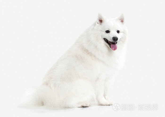 狗 日本白 施皮茨在白色背景上照片 正版商用图片1i84rk 摄图新视界 狗 日本白 施皮茨在白色背景上照片 正版商用图片1i84rk 摄图新视界