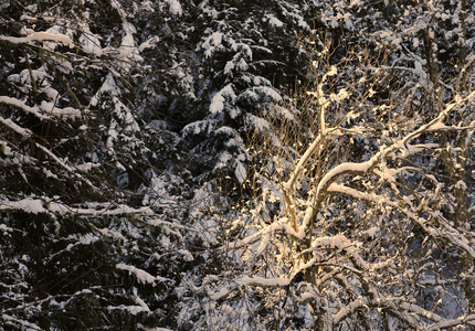 山风景用冬天的雪