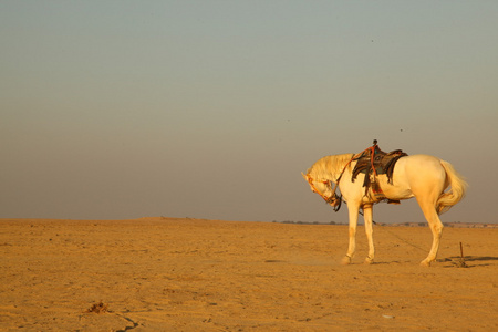 沙漠中的白马