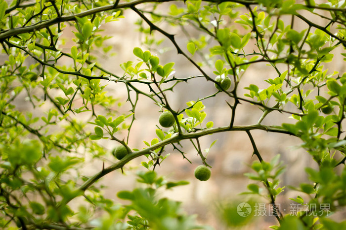 野生柠檬树