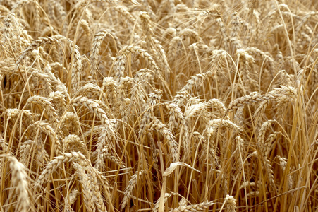 小穗的小麦麦田 sele 背景