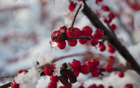 在雪中的红色浆果