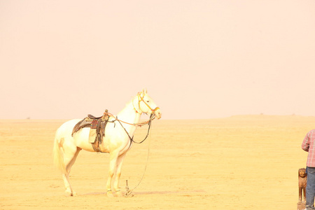 沙漠中的白马