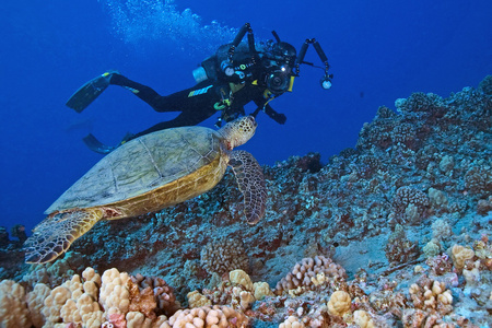 深海潜水和海龟游泳在夏威夷珊瑚礁