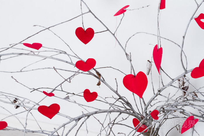 红心挂在树枝上情人节那天