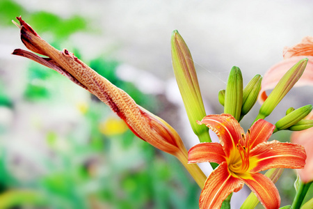 夏日风景的百合花