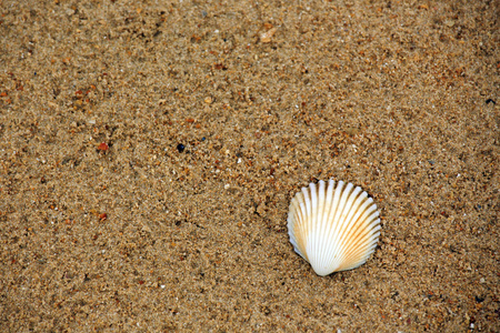 海滩上的贝壳。全帧