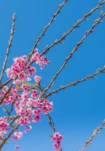 s sakura,Chiang Mai Thailand.