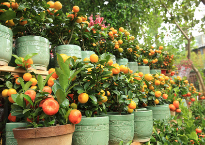 成熟的橘子，绿树上的叶子放在陶罐里