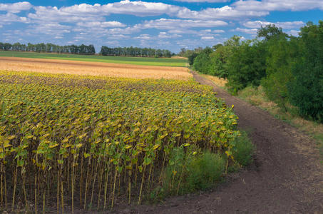 乌克兰农业景观