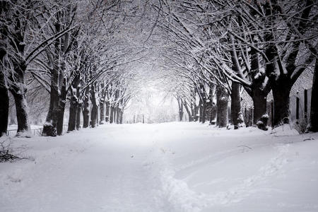 冬季公园美丽的道路
