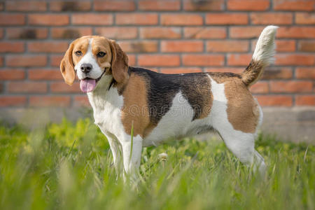 花园里漂亮的小猎犬