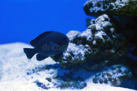 热带鱼类在珊瑚礁附近游动。选择性