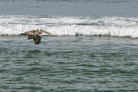 鹈鹕在加利福尼亚海滩上的冲浪者附近飞行