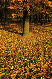 橡树下的秋叶。