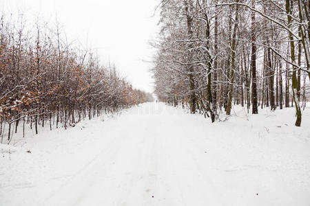 冬天森林里的雪巷路。