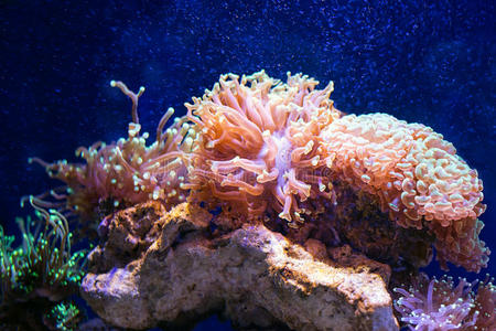 珊瑚礁。选择性聚焦