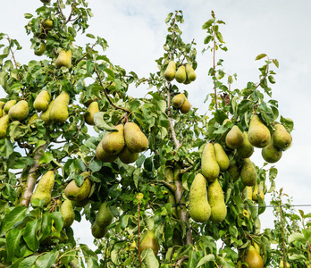 梨子果园图片-梨子果园素材-梨子果园插画-摄图新视界