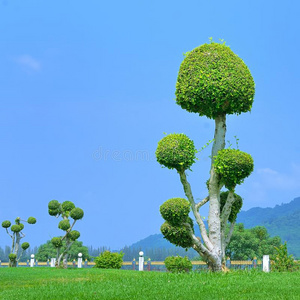 蓝天绿色盆景树