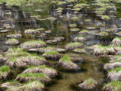 高山豆荚，草皮反射到水中