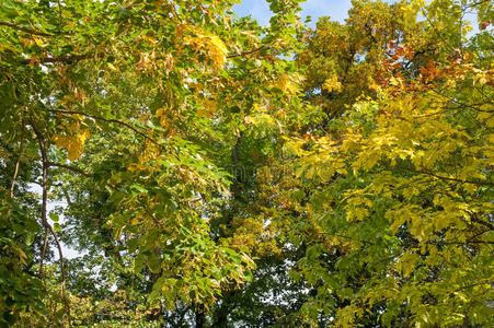 秋天 植物区系 阳光照射 公园 夏天 分支 环境 树叶 辐射
