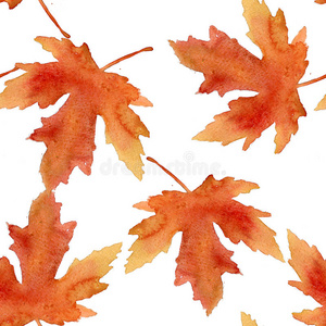 十一月 分支 树叶 枫树 美女 秋天 纸张 十月 落下 自然