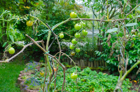 花园里的番茄藤