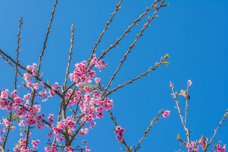 s sakura,Chiang Mai Thailand.