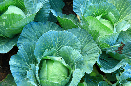 蔬菜床上成熟的绿色卷心菜