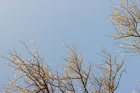 李子树开花花