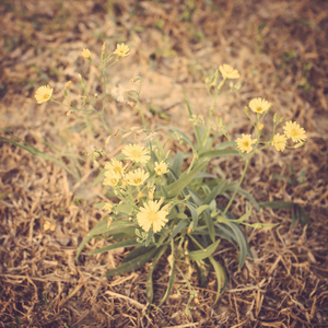 野生黄花草甸老式复古