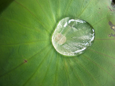 荷叶上的水滴