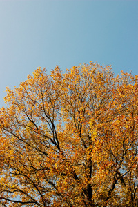 秋天的树叶蓝蓝的天空