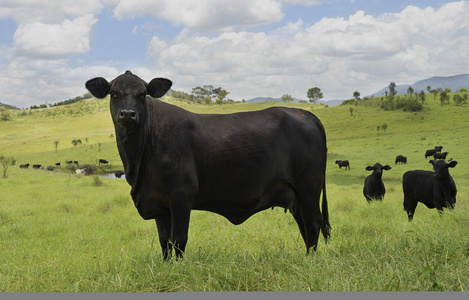 黑牛在青青的牧场照片