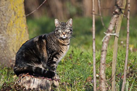 野生猫