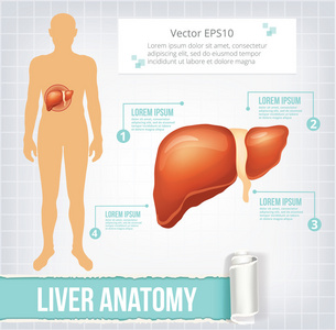 矢量肝信息图形横幅图