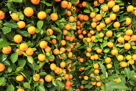 绿树上有叶子的成熟橘子