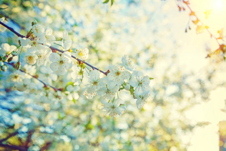 樱桃树与白色的花