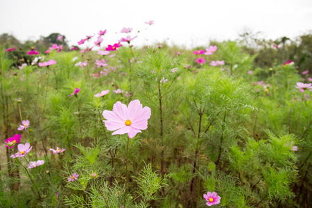 在花园波斯菊花卉