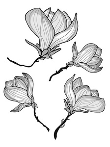 优雅白玉兰白玉兰花照片