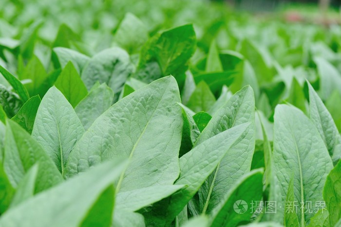 菜园中的绿色芥菜叶