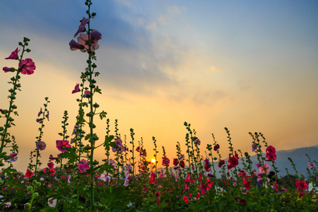 蜀葵花卉园与落日的天空