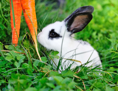 有趣的婴儿白兔子在草地上的胡萝卜