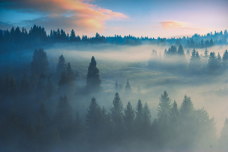 清晨薄雾木材