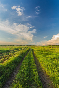 夏天风景与绿草和路