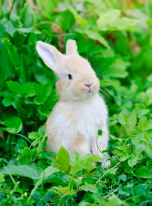 在绿色草地上的小 rabbiti