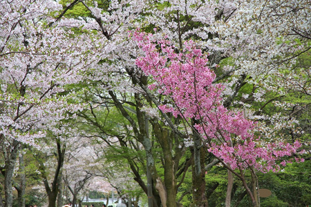 京都樱花