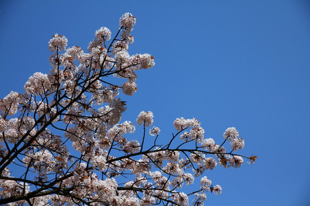 日本樱花盛开