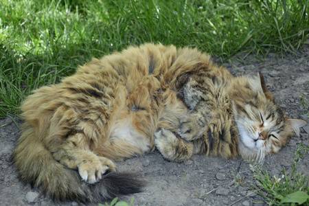 甜蜜的梦毛茸茸的院子里的猫睡在地上