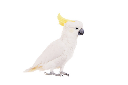 含硫量凤头鹦鹉，白色上孤立